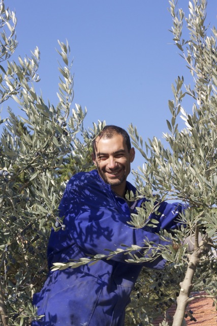 George schneidet den Olivenbaum zurück